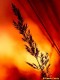 Embrasement (Benoit Courty)