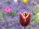 Le Bokeh de Violettes (Bernard Neymond)