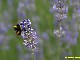 Le bourdon déguste le nectar de lavande (Danielle Fraval)