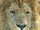 Le regard profond du Roi Lion (Danielle Fraval)