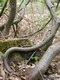 Chicanes naturelles (Guy Maine)