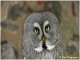 Un chouette regard (Rob Desgroppes)